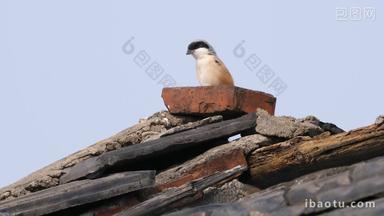 屋顶一只伯劳鸟在等待猎物出现